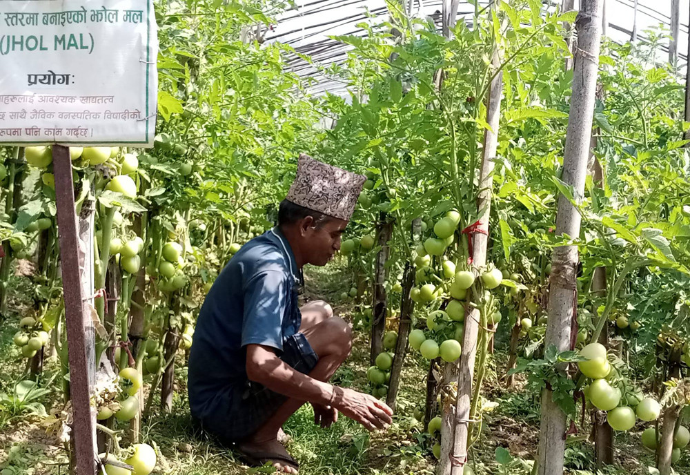 ‘गाउँले एफएम दाइ’को उदाहरणीय तरकारी खेती