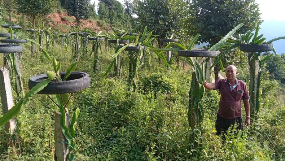 ड्रागन फ्रुट बेचेर वार्षिक १५ लाखसम्म कमाइ