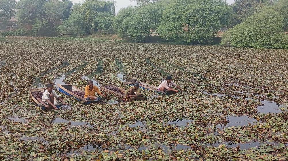 व्यावसायिक सिँगडाखेतीबाट गाउँमै लाखौँ आम्दानी