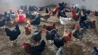 धराशायी अवस्थामा कुखुराजन्य व्यवसाय : आधाभन्दा बढी किसान बैंकको कालोसूची, लिलाम र चेक बाउन्समा