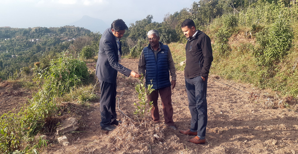 पोखराको बाँझो जग्गामा कागतीखेती