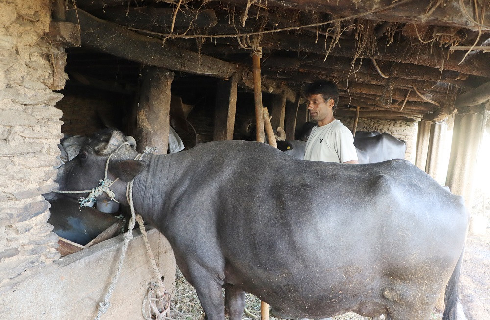 दूध बेचेर वार्षिक २० लाख कमाइ