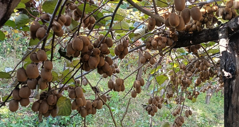 किबीखेतीबाट वार्षिक १० लाख आम्दानी गर्छन् डडेल्धुराका लक्ष्मण