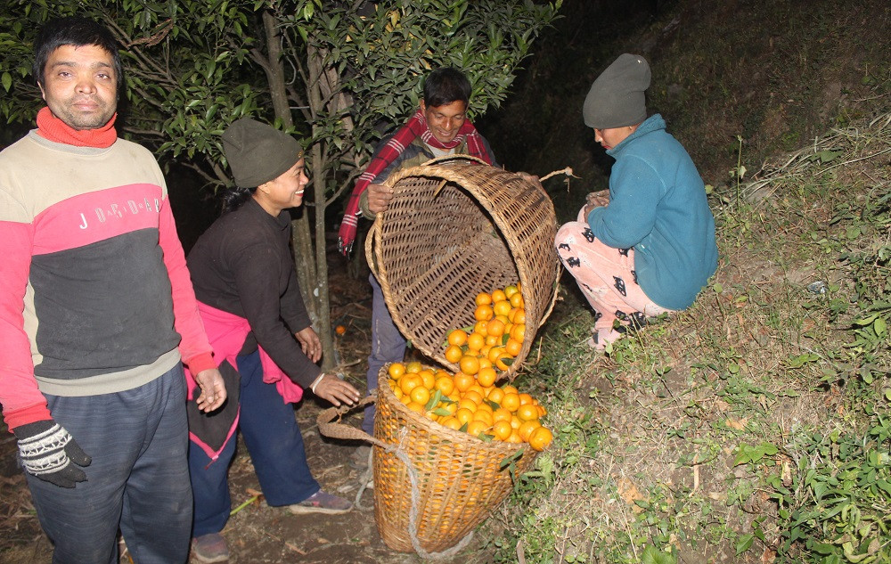 म्याग्दीका किसानलाई सुन्तलाको बजार खोज्नुपर्ने झन्झट हट्यो, बगैँचाबाटै हुन्छ बिक्री