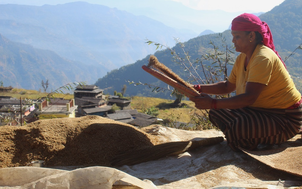 ग्रामीण महिलाको आयआर्जनको माध्यम बन्दै कोदो