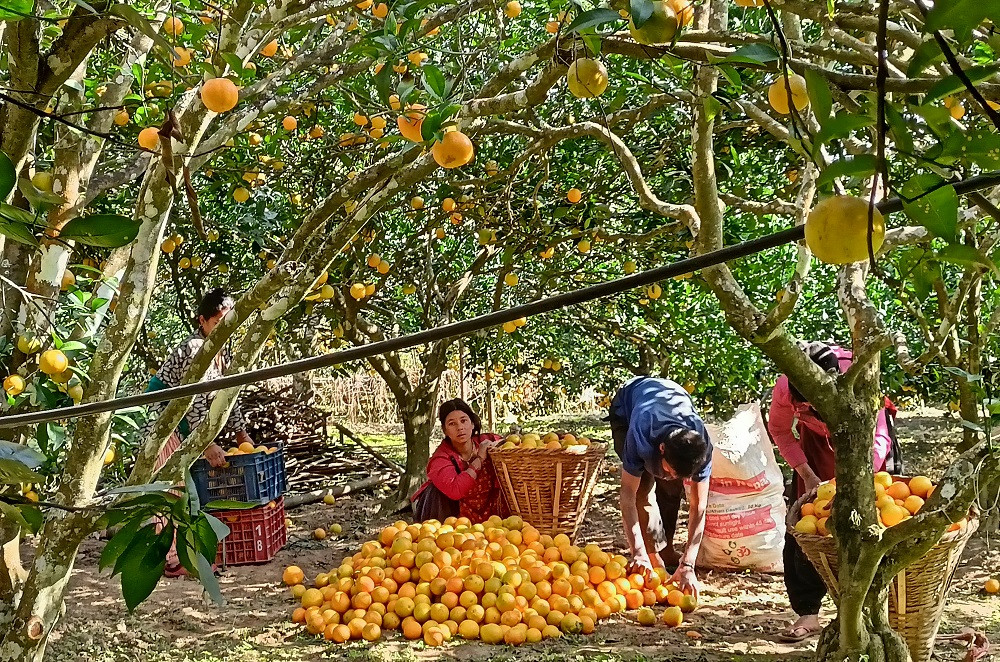 जागिरको खोजीमा भौँतारिने स्थानीय अचेल व्यावसायिक जुनारखेतीबाट मनग्य कमाउँछन्