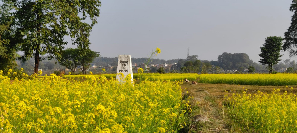 राष्ट्र बैंकको अध्ययन : कोशी प्रदेशमा घट्यो बाली कृषि क्षेत्रफल