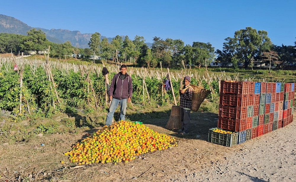 गोलभेँडा बेचेर वार्षिक सात लाख मुनाफा