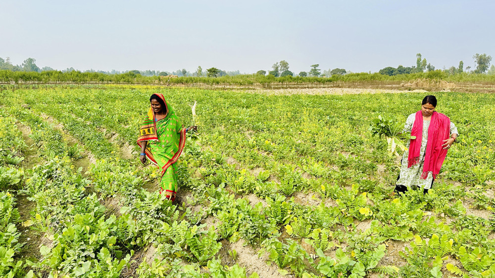 सामूहिक खेतीगरी आत्मनिर्भर बन्दै सिसवोनीका दलित महिला