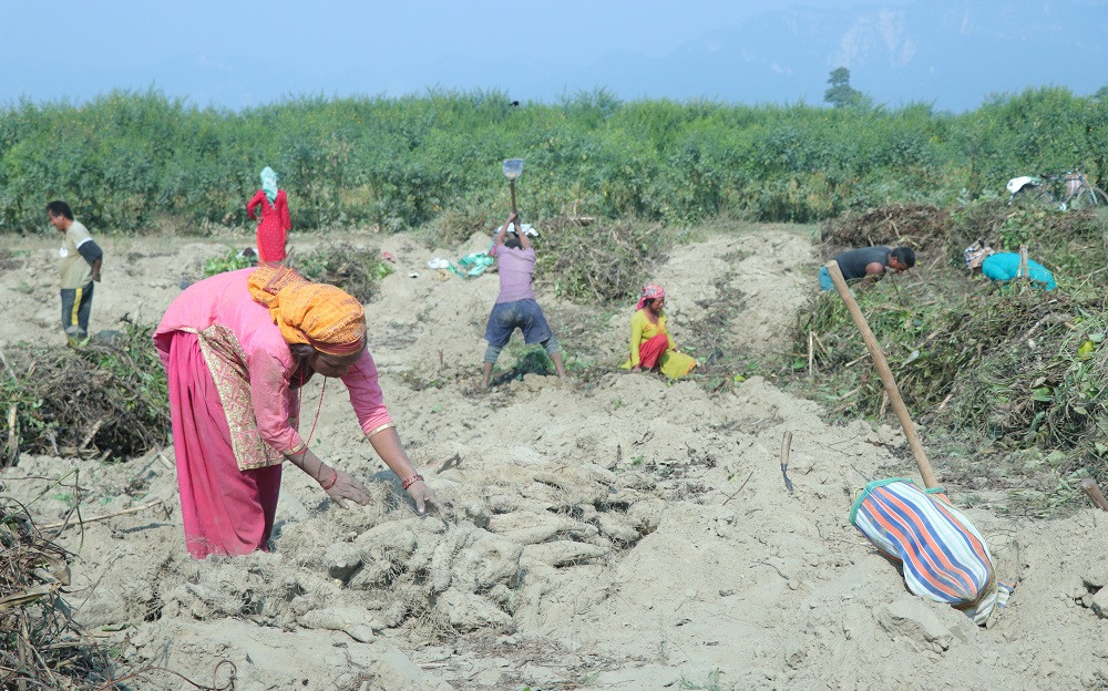 माघेसङ्क्रान्ति नजिकिएसँगै सर्लाहीका किसानलाई तरुल खन्न भ्याइनभ्याइ