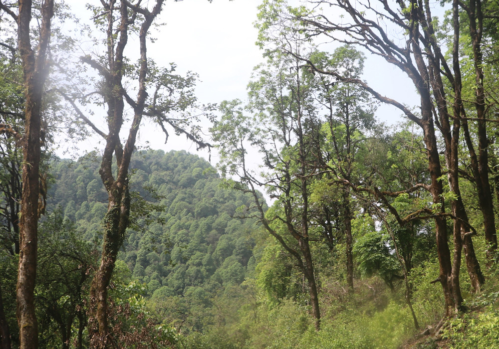 वन संरक्षणमा जुट्दै सत्रखर्क कालीलेकका उपभोक्ता