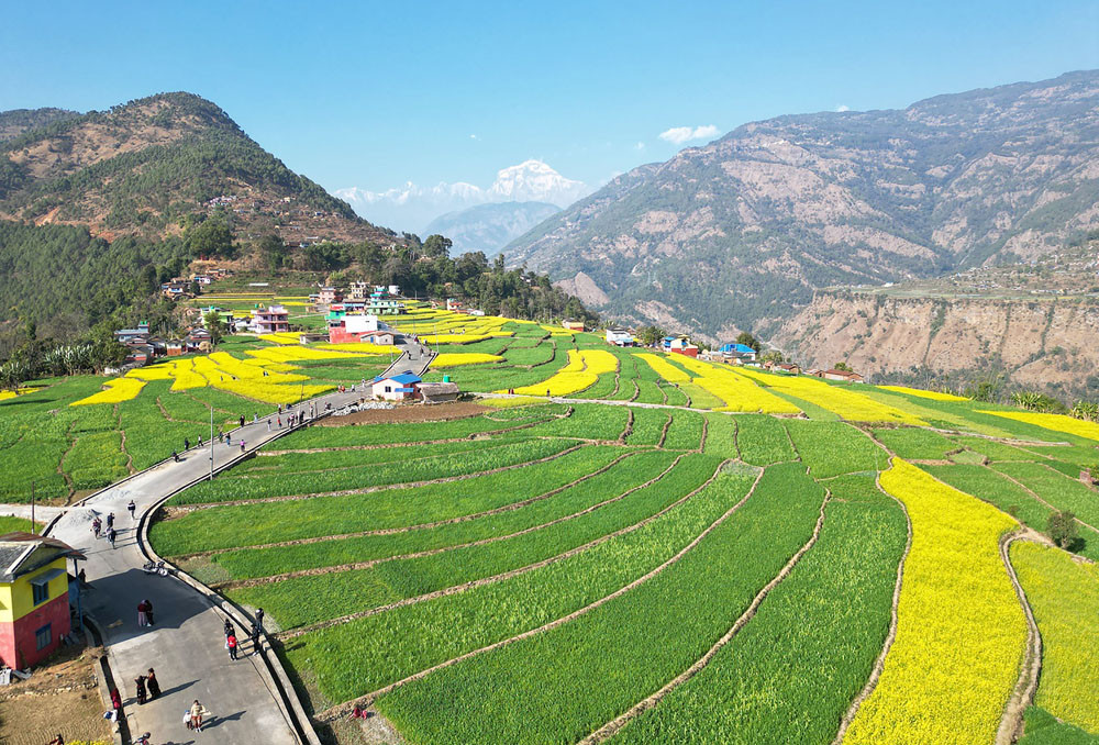 रत्नेचौरको तोरीबारी र धौलागिरि हिमाल