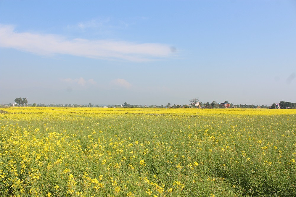 नवलपुरका किसान तोरी खेतीप्रति आकर्षित