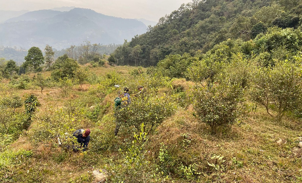 डेढ करोड लगानीमा बलेवाका किसानले थाले कागतीखेती