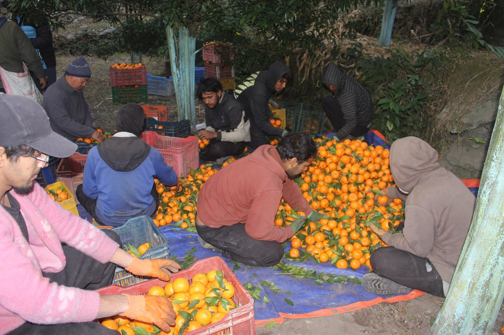 सुन्तलाखेतीले फेरियो दोसल्ले गाउँको मुहार