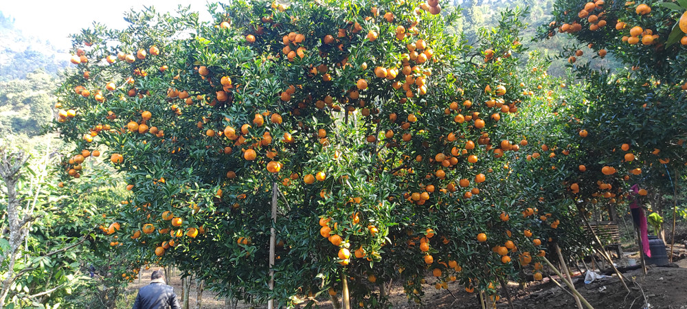 सुन्तलाको पकेट क्षेत्र मानिने म्याग्देमा नै उत्पादनमा कमी, जलवायु परिवर्तनको प्रभाव?