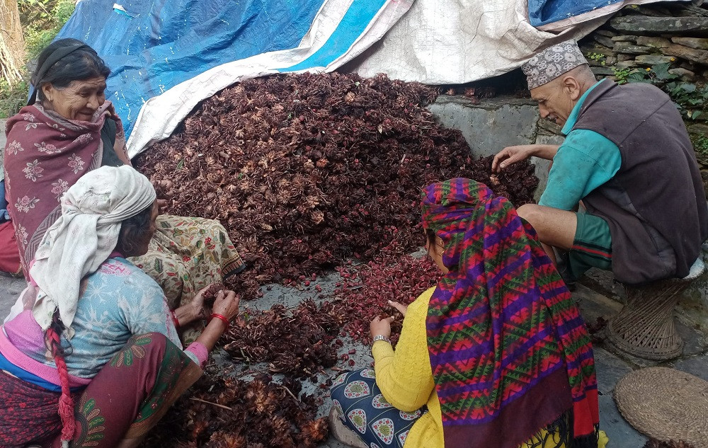 बागलुङमा अलैँची उत्पादनमा वृद्धि, एकै वर्षमा ६ करोडको कारोबार