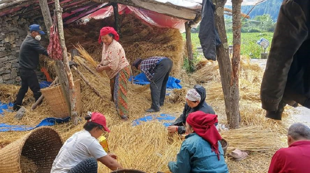 सामूहिक खेतीमा मनाङका किसान, बढ्यो भूमिको उपयोग