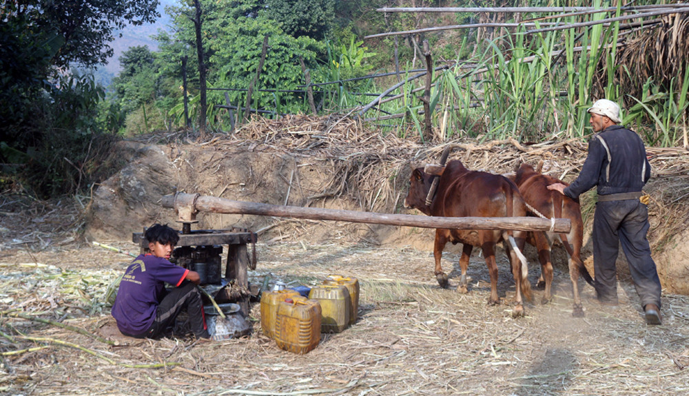 पिप्लेबेँसीमा सक्खर उत्पादन, वार्षिक चार लाख रुपैयाँसम्म आम्दानी