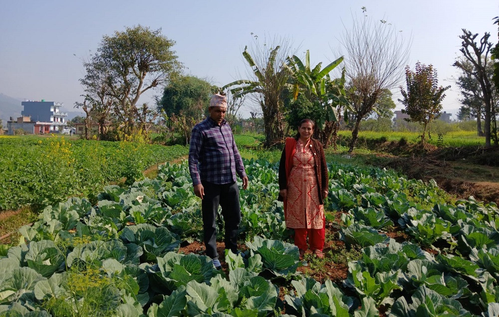 वडाध्यक्ष पोखरेलको लोभलाग्दो कृषि कर्म