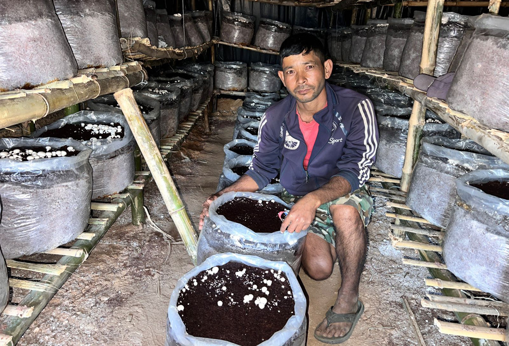 डोटीमा व्यावसायिक गोब्रे च्याउ उत्पादन सुरु