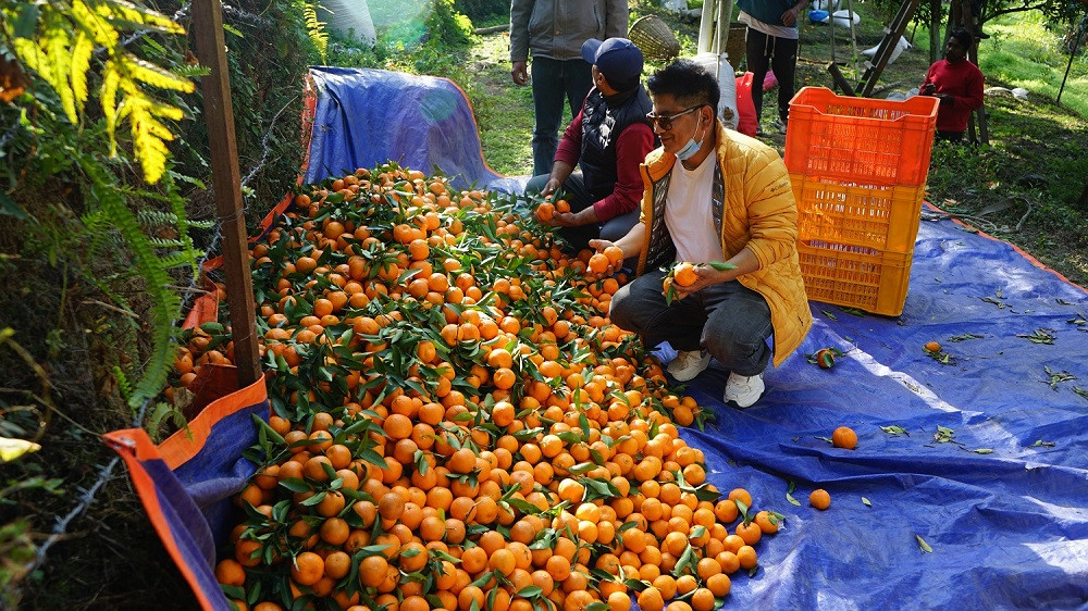 झाडी फाँडेर लगाएको सुन्तलाले दिँदैछ राम्रो प्रतिफल, तीन जनालाई नियमित रोजगारी