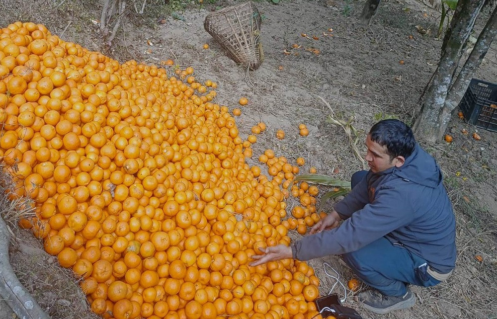 किसानलाई सुन्तलाखेतीमा प्रोत्साहन गर्दै कृषि ज्ञान केन्द्र