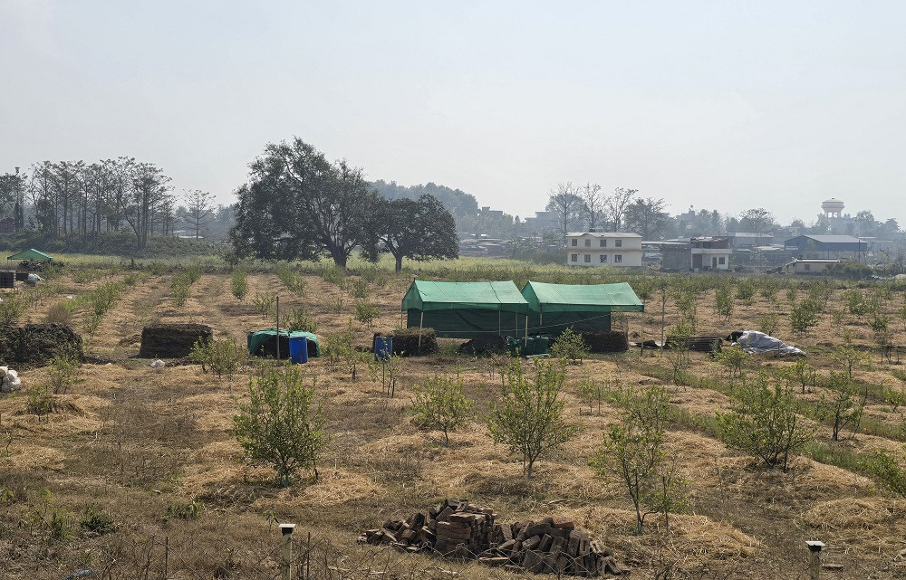 व्यावसायिक कागतीखेतीमा सिभिल इन्जिनियर प्रतीक, तेरौटे गाउँलाई ‘ग्रीन भिलेज’का रूपमा विकास गर्ने योजना