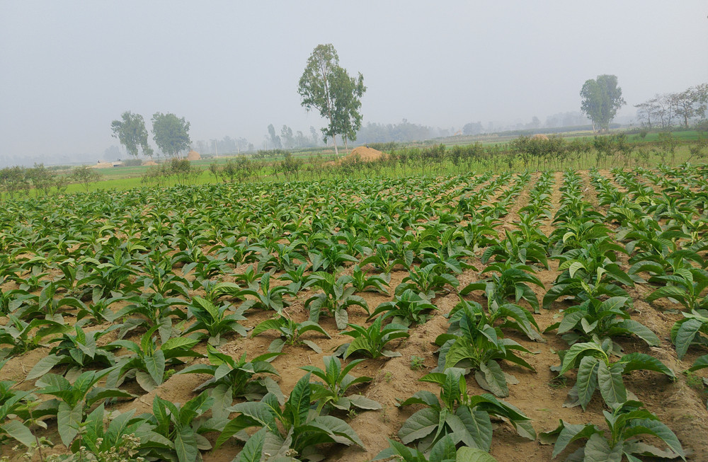 महोत्तरीमा सुर्तीखेतीतर्फ आकर्षित छन् किसान : 'एकै वर्षको आम्दानीले तीन वर्षसम्मको लागि धान किन्न सकिने'