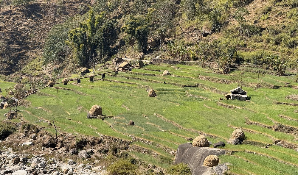 ढुंगामाथि बनाइएको परालको टौवा