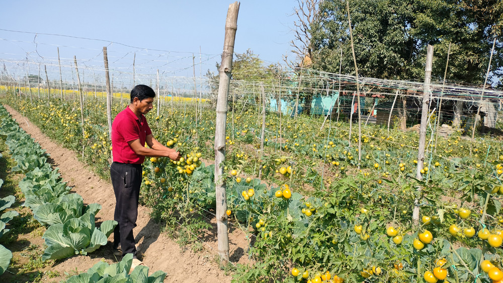 तरकारीखेतीबाट राम्रो आम्दानी गरिरहेका छन् सिसैयाका सिद्धराज