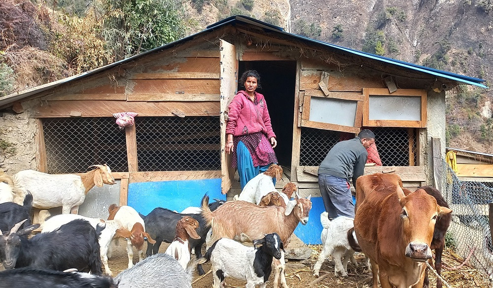 भारतबाट फर्किएर बाख्रापालन, वार्षिक ६ लाख आम्दानी