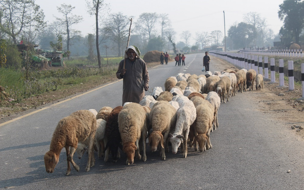 बिक्री हुन छाड्यो ऊन, विस्थापित हुने जोखिममा भेडिहर