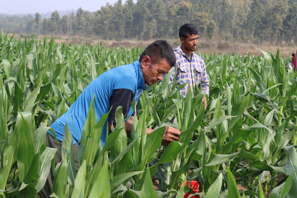 मकैको बीउ उत्पादन गर्दै हरिहरपुरगढी, विकल्पमा हाइब्रिड मकै